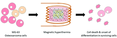 Graphical abstract: The potential of magnetic hyperthermia for triggering the differentiation of cancer cells