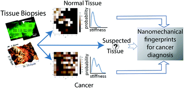 Graphical abstract: AFM assessing of nanomechanical fingerprints for cancer early diagnosis and classification: from single cell to tissue level