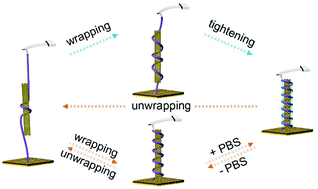 Graphical abstract: Direct observation of the wrapping/unwrapping of ssDNA around/from a SWCNT at the single-molecule level: towards tuning the binding mode and strength