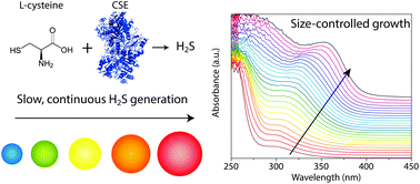 Graphical abstract: Low temperature aqueous synthesis of size-controlled nanocrystals through size focusing: a quantum dot biomineralization case study
