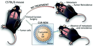 Graphical abstract: Curcumin-loaded nanoemulsion: a new safe and effective formulation to prevent tumor reincidence and metastasis
