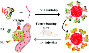 Graphical abstract: Protein-modified conjugated polymer nanoparticles with strong near-infrared absorption: a novel nanoplatform to design multifunctional nanoprobes for dual-modal photoacoustic and fluorescence imaging