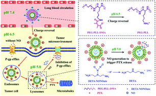 Graphical abstract: A dual pH-sensitive liposomal system with charge-reversal and NO generation for overcoming multidrug resistance in cancer
