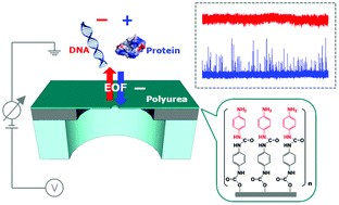 Graphical abstract: Translocation of DNA and protein through a sequentially polymerized polyurea nanopore