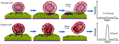 Graphical abstract: Designing a nanoparticle-containing polymeric substrate for detecting cancer cells by computer simulations