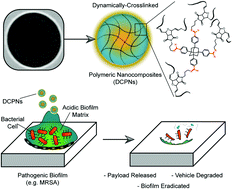 Graphical abstract: Dynamically crosslinked polymer nanocomposites to treat multidrug-resistant bacterial biofilms