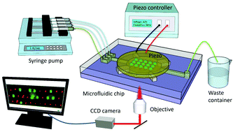 Graphical abstract: Multiplexed detection of cancer biomarkers using a microfluidic platform integrating single bead trapping and acoustic mixing techniques