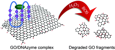 Graphical abstract: Peroxidase mimicking DNAzymes degrade graphene oxide