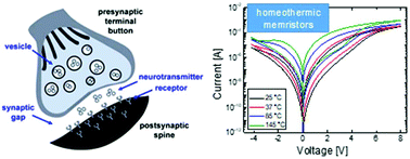 Graphical abstract: Neuronal dynamics in HfOx/AlOy-based homeothermic synaptic memristors with low-power and homogeneous resistive switching