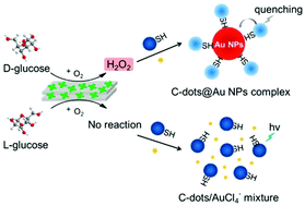 Graphical abstract: A chiral responsive carbon dots–gold nanoparticle complex mediated by hydrogen peroxide independent of surface modification with chiral ligands