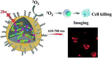 Graphical abstract: Red emitting conjugated polymer based nanophotosensitizers for selectively targeted two-photon excitation imaging guided photodynamic therapy