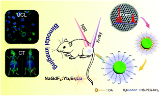 Graphical abstract: Simultaneous enhancement of red upconversion luminescence and CT contrast of NaGdF4:Yb,Er nanoparticles via Lu3+ doping