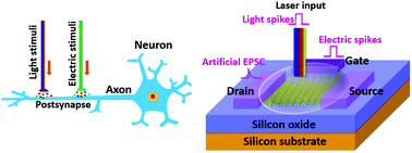Graphical abstract: 2D electric-double-layer phototransistor for photoelectronic and spatiotemporal hybrid neuromorphic integration