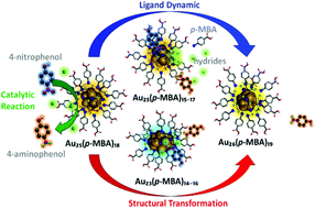 Graphical abstract: Hydride-induced ligand dynamic and structural transformation of gold nanoclusters during a catalytic reaction