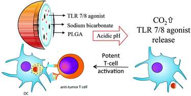Graphical abstract: Acidic pH-responsive polymer nanoparticles as a TLR7/8 agonist delivery platform for cancer immunotherapy