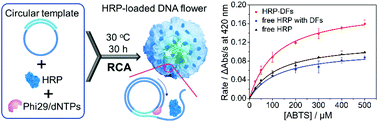 Graphical abstract: DNA flower-encapsulated horseradish peroxidase with enhanced biocatalytic activity synthesized by an isothermal one-pot method based on rolling circle amplification