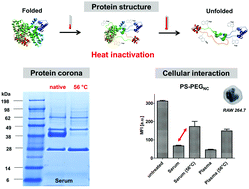Graphical abstract: Protein denaturation caused by heat inactivation detrimentally affects biomolecular corona formation and cellular uptake