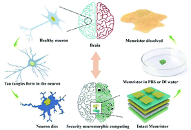 Graphical abstract: A bio-inspired physically transient/biodegradable synapse for security neuromorphic computing based on memristors
