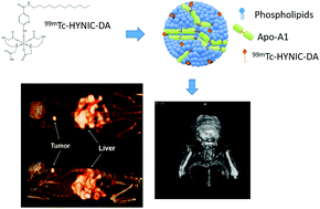 Graphical abstract: [99mTc-HYNIC-N-dodecylamide]: a new hydrophobic tracer for labelling reconstituted high-density lipoproteins (rHDL) for radioimaging