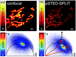 Graphical abstract: Photon-separation to enhance the spatial resolution of pulsed STED microscopy