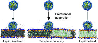 Graphical abstract: Curvature-driven adsorption of cationic nanoparticles to phase boundaries in multicomponent lipid bilayers