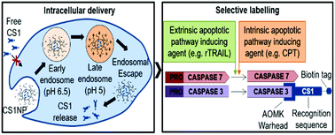 Graphical abstract: Development of an advanced nanoformulation for the intracellular delivery of a caspase-3 selective activity-based probe