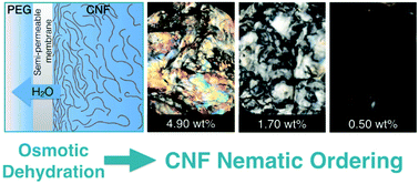 Graphical abstract: Inducing nematic ordering of cellulose nanofibers using osmotic dehydration