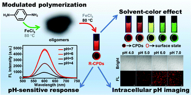 Graphical abstract: Synthesis of highly stable red-emissive carbon polymer dots by modulated polymerization: from the mechanism to application in intracellular pH imaging