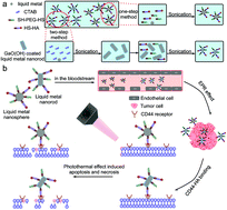 Graphical abstract: Shape tunable gallium nanorods mediated tumor enhanced ablation through near-infrared photothermal therapy