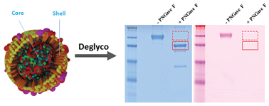 Graphical abstract: Protein deglycosylation can drastically affect the cellular uptake