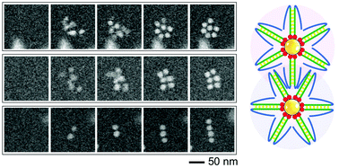 Graphical abstract: In situ electron microscopy of the self-assembly of single-stranded DNA-functionalized Au nanoparticles in aqueous solution