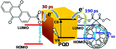 Graphical abstract: Charge transfer dynamics in CsPbBr3 perovskite quantum dots–anthraquinone/fullerene (C60) hybrids