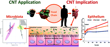 Graphical abstract: The impact of tomato fruits containing multi-walled carbon nanotube residues on human intestinal epithelial cell barrier function and intestinal microbiome composition