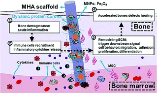Graphical abstract: Dynamic protein corona influences immune-modulating osteogenesis in magnetic nanoparticle (MNP)-infiltrated bone regeneration scaffolds in vivo