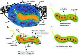 Graphical abstract: Investigation of the magnetosome biomineralization in magnetotactic bacteria using graphene liquid cell – transmission electron microscopy