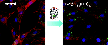 Graphical abstract: Gd-Metallofullerenol nanoparticles cause intracellular accumulation of PDGFR-α and morphology alteration of fibroblasts