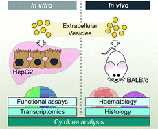 Graphical abstract: Extracellular vesicles induce minimal hepatotoxicity and immunogenicity