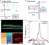 Graphical abstract: Modulated interlayer charge transfer dynamics in a monolayer TMD/metal junction