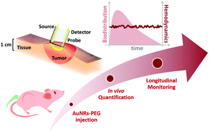 Graphical abstract: Non-invasive and quantitative in vivo monitoring of gold nanoparticle concentration and tissue hemodynamics by hybrid optical spectroscopies