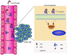 Graphical abstract: Genetically-engineered protein prodrug-like nanoconjugates for tumor-targeting biomimetic delivery via a SHEATH strategy