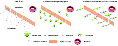 Graphical abstract: Triple conjugated carbon dots as a nano-drug delivery model for glioblastoma brain tumors