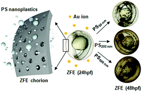 Graphical abstract: Bioaccumulation of polystyrene nanoplastics and their effect on the toxicity of Au ions in zebrafish embryos