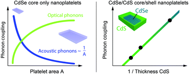 Graphical abstract: A comparative study demonstrates strong size tunability of carrier–phonon coupling in CdSe-based 2D and 0D nanocrystals