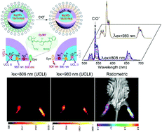 Graphical abstract: Dye-sensitized upconversion nanocomposites for ratiometric semi-quantitative detection of hypochlorite in vivo