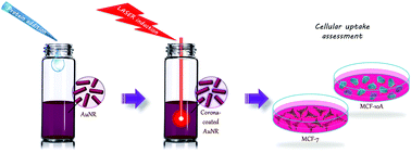 Graphical abstract: Laser irradiation affects the biological identity and cellular uptake of plasmonic nanoparticles