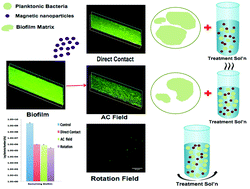 Graphical abstract: A new tool to attack biofilms: driving magnetic iron-oxide nanoparticles to disrupt the matrix