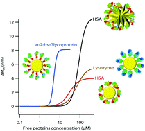 Graphical abstract: A protein corona study by scattering correlation spectroscopy: a comparative study between spherical and urchin-shaped gold nanoparticles
