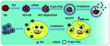 Graphical abstract: A photothermal-triggered nitric oxide nanogenerator combined with siRNA for precise therapy of osteoarthritis by suppressing macrophage inflammation