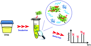 Graphical abstract: Preparation of a thickness-controlled Mg-MOFs-based magnetic graphene composite as a novel hydrophilic matrix for the effective identification of the glycopeptide in the human urine