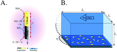 Graphical abstract: Fight the flow: the role of shear in artificial rheotaxis for individual and collective motion